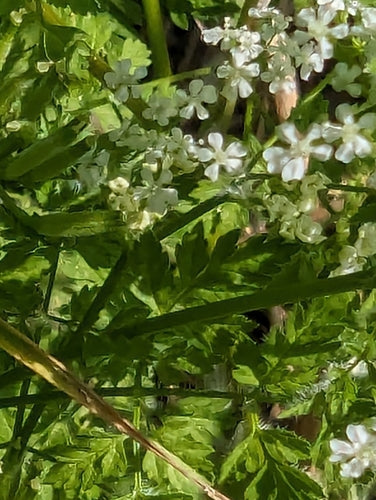 Kerbel — Bild 1