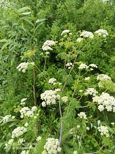 Kerbelruebe — Bild 5