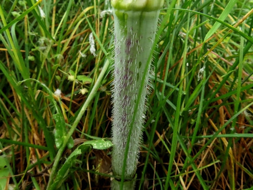 Kerbelruebe — Bild 3