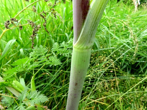 Kerbelruebe — Bild 2