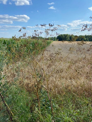 Kerbelruebe — Bild 4