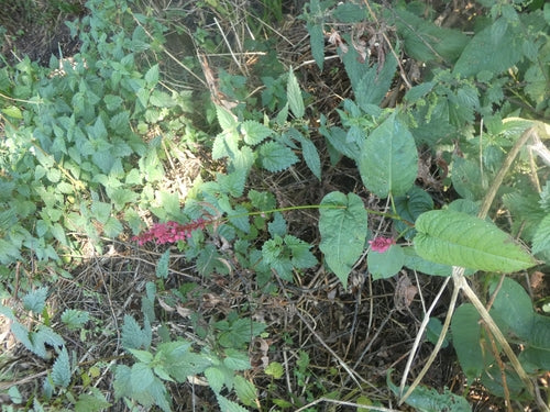 Kerzenknoeterich — Bild 3
