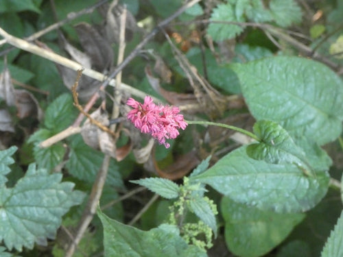 Kerzenknoeterich — Bild 2