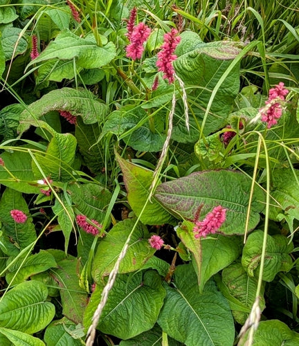 Kerzenknoeterich — Bild 5