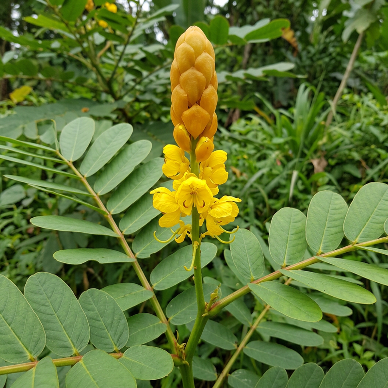 Kerzenstrauch (Senna alata), KI-Illustration