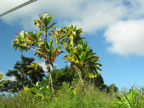 Keulenlilie — Bild 5