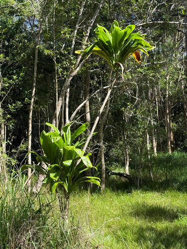 Keulenlilie — Bild 4