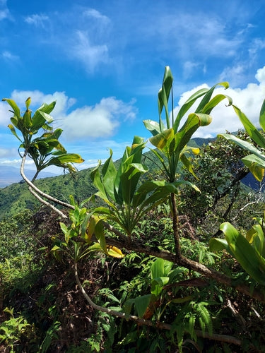Keulenlilie — Bild 3