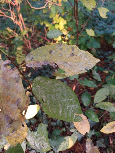 Kirschlorbeer-Mehltau — Bild 3 von 10
