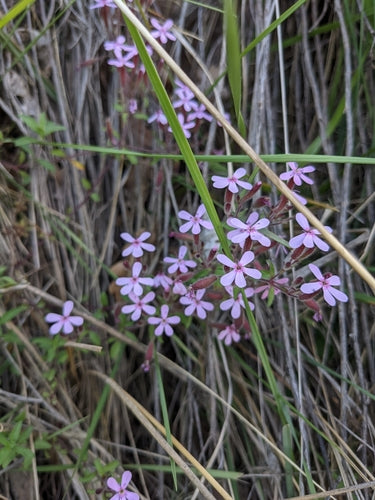 Kissen-Seifenkraut — Bild 1 von 8