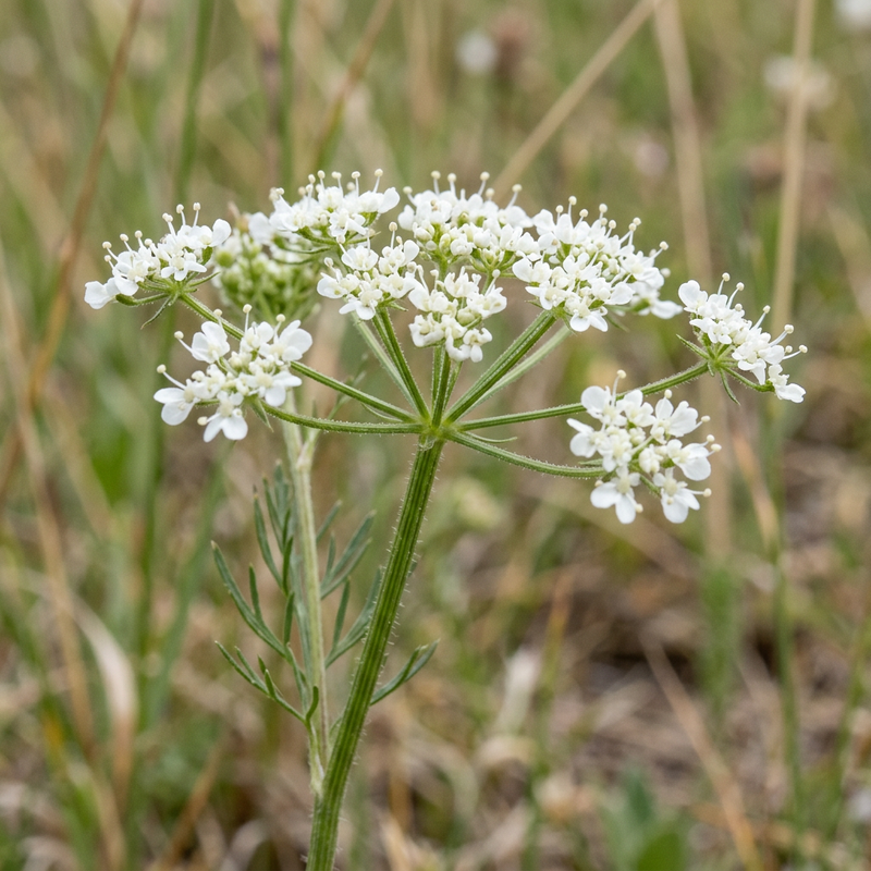 Kleine Bibernelle (Pimpinella saxifraga), KI-Illustration