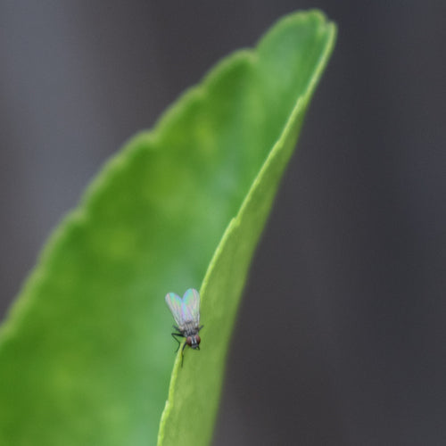 Kleine Stubenfliege — Bild 5 von 21