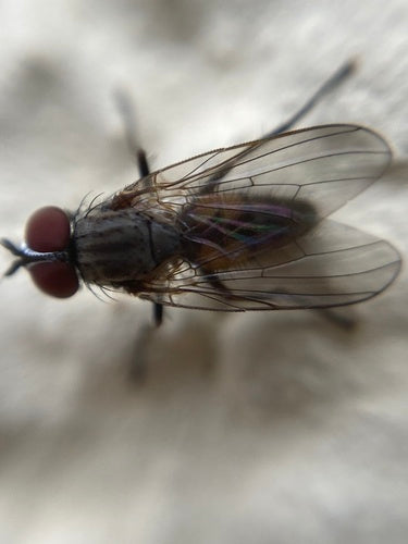 Kleine Stubenfliege — Bild 3