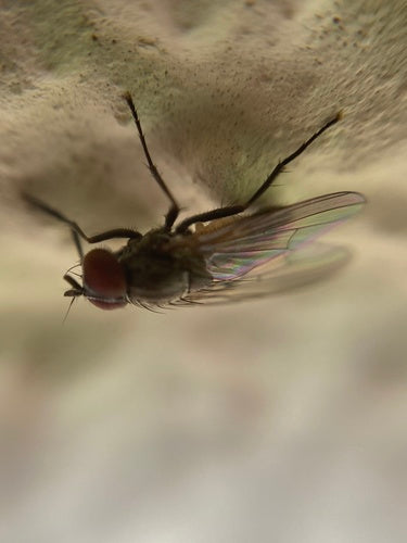 Kleine Stubenfliege — Bild 2