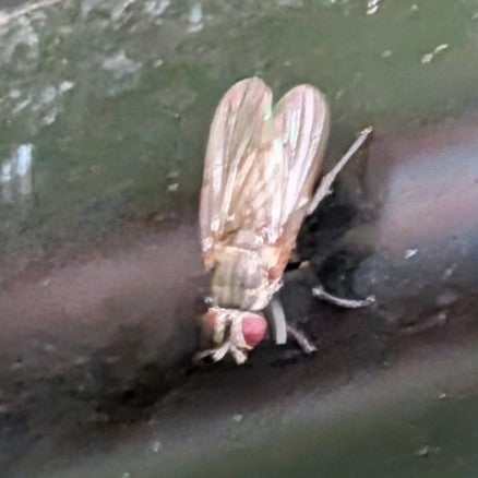 Kleine Stubenfliege — Bild 4