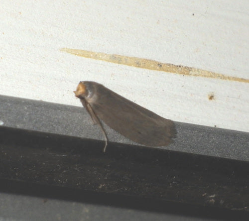Kleine Wachsmotte — Bild 2
