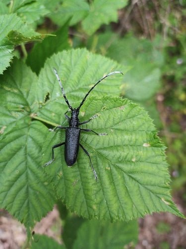 Kleiner Eichenbock — Bild 3