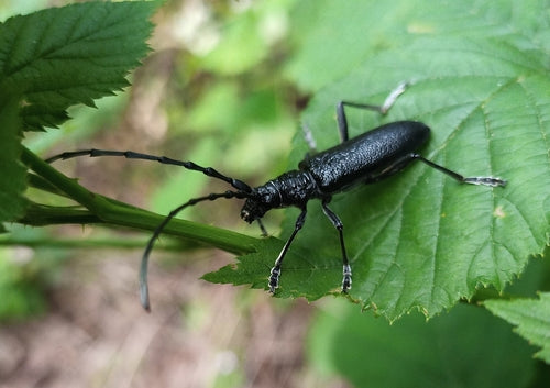 Kleiner Eichenbock — Bild 2