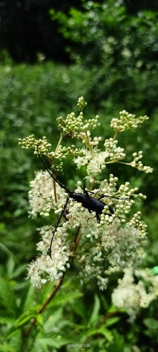 Kleiner Eichenbock — Bild 4