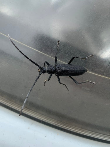 Kleiner Eichenbock — Bild 5