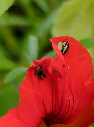 Kleiner gestreifter Kohlerdfloh — Bild 5