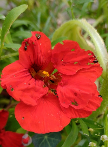 Kleiner gestreifter Kohlerdfloh — Bild 4