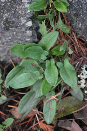 Kleiner Sauerampfer — Bild 4