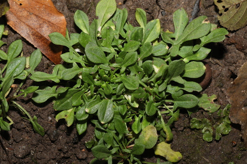 Kleiner Sauerampfer — Bild 5