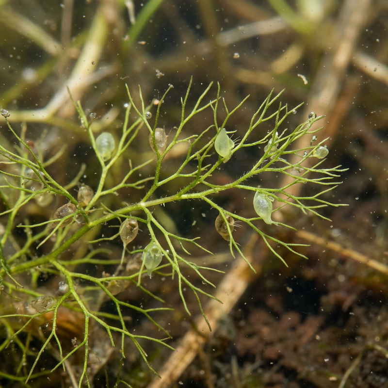 Kleiner Wasserschlauch (Utricularia minor), KI-Illustration