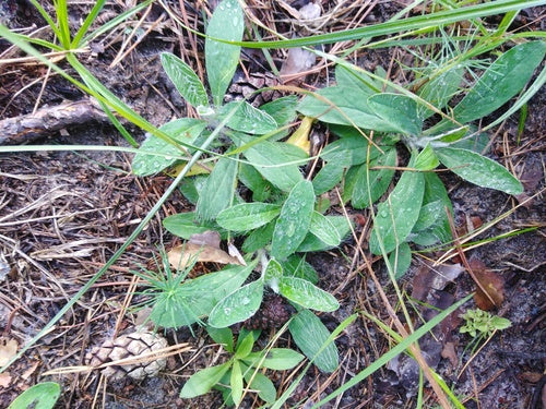 Kleines Habichtskraut — Bild 4 von 10