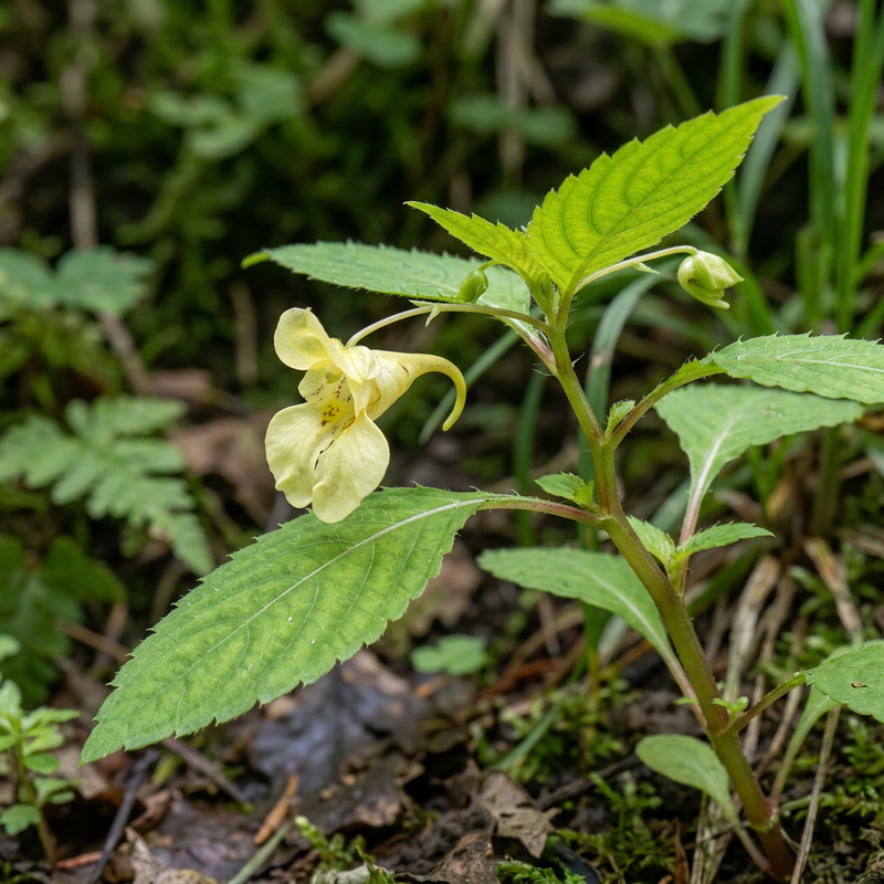 Kleines Springkraut