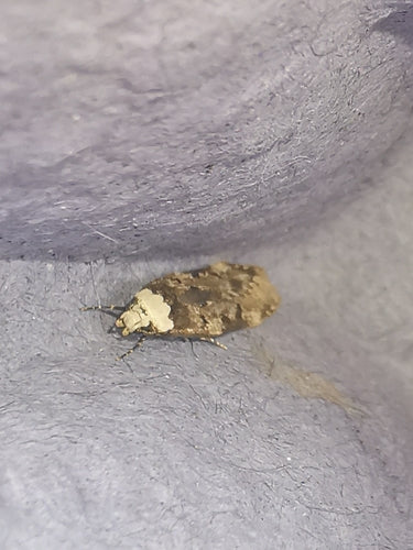 Kleistermotte — Bild 5