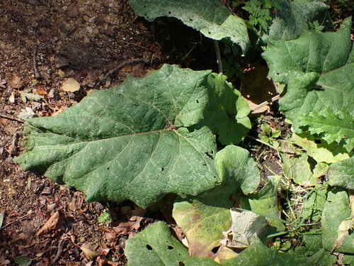 Klette — Bild 2