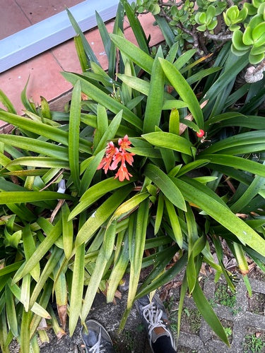 Klivie — Bild 4