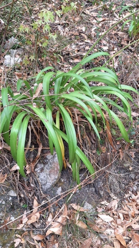 Klivien — Bild 3