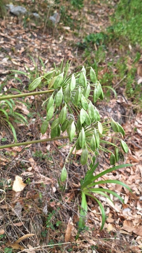 Klivien — Bild 2