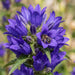 Blüte von Knäuel-Glockenblume (Campanula glomerata) in Nahaufnahme (KI-generiert)