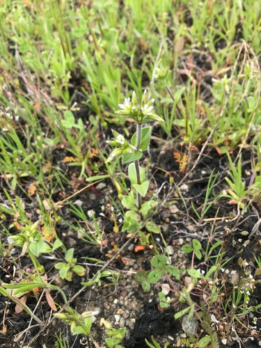 Knäuel-Hornkraut — Bild 2