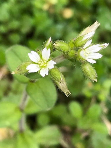 Knäuel-Hornkraut — Bild 4