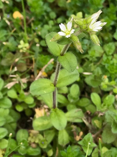 Knäuel-Hornkraut — Bild 3