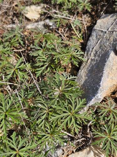 Knollen-Storchschnabel — Bild 2 von 9