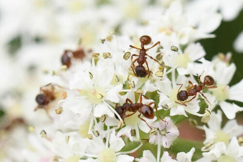 Knotenameise (Gattung Myrmica) — Bild 5 von 11