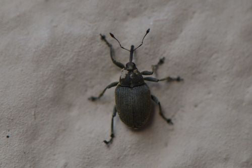 Kohltriebruessler — Bild 2