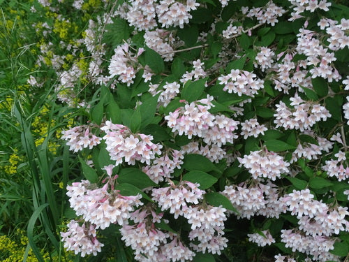 Kolkwitzie — Bild 4