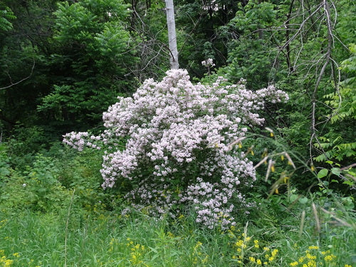 Kolkwitzie — Bild 3