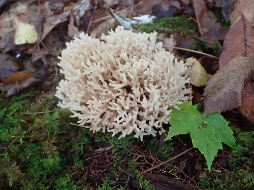Korallenpilz — Bild 2 von 8