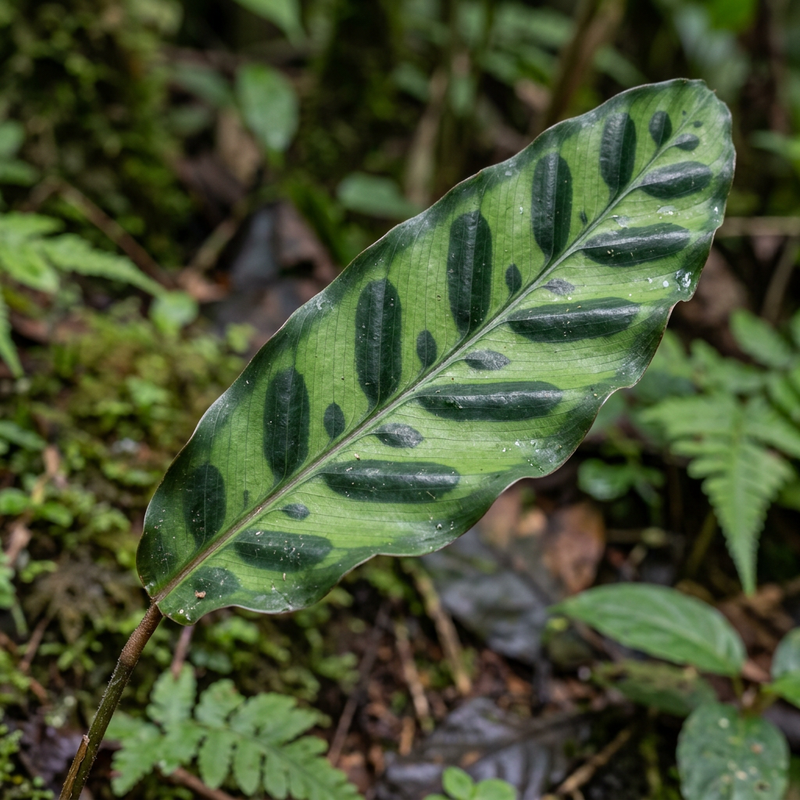 Korbmarante