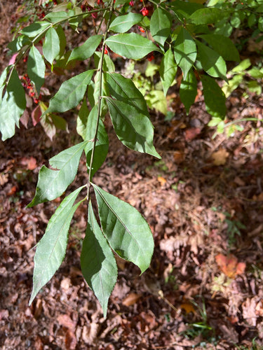 Korkfluegelstrauch — Bild 1