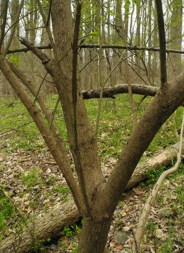 Korkfluegelstrauch — Bild 5