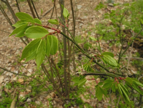 Korkfluegelstrauch — Bild 4